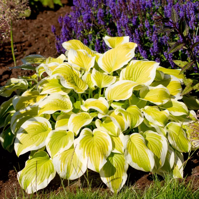 Hosta Spring Morning