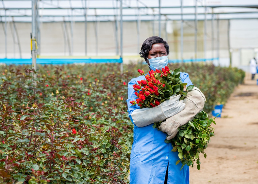 Skąd pochodzą kwiaty na Dzień Kobiet fot. Fairtrade Foundation