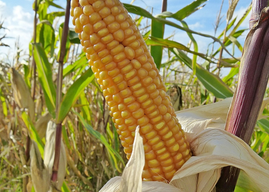 Kukurydza zwyczajna, fot. Harald Matern - Pixabay