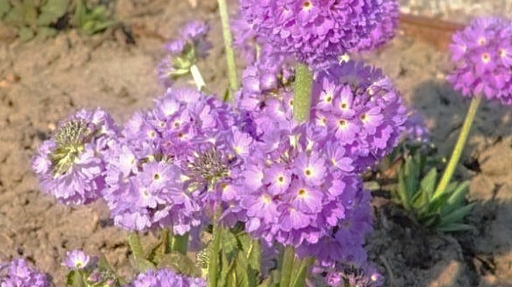 Pierwiosnek ząbkowany, fot. hortulus