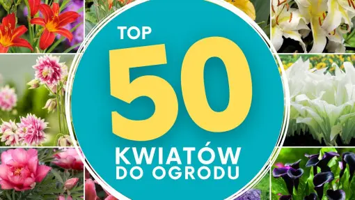 TOP 50 najpiękniejszych kwiatów do Twojego ogrodu