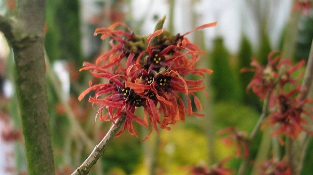 Oczar_posredni_Hamamelis_intermedia_Diane__fot._Ewa_Łuczak