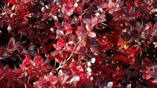 Berberys pośredni 'Red Jewel'