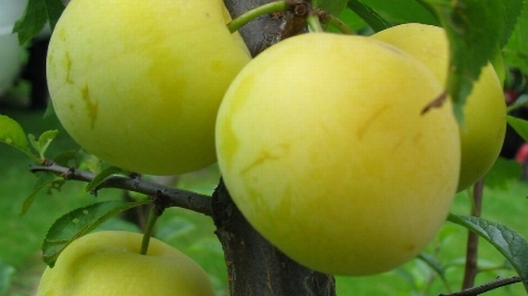 Prunus domestica Renkloda Ulena fot. Ewa Łuczak