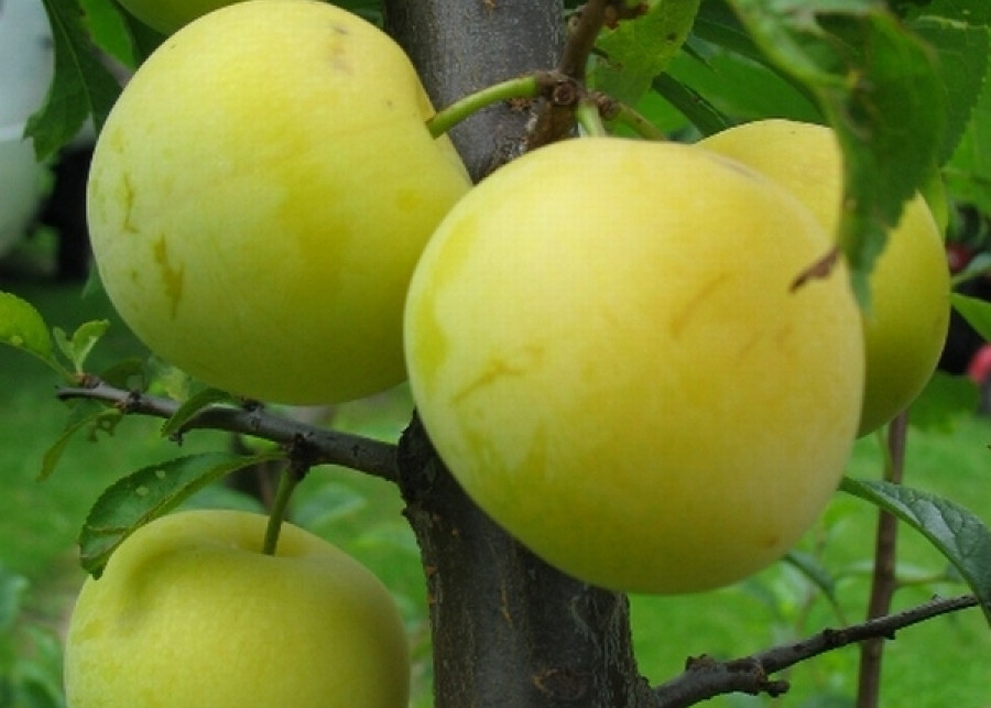 Prunus domestica Renkloda Ulena fot. Ewa Łuczak