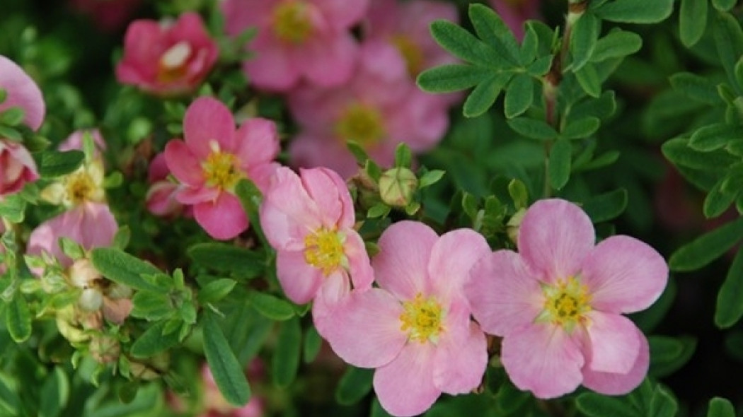 Potentilla fruticosa LOVELY PINK Pink Beauty fot. Ewa Łuczak