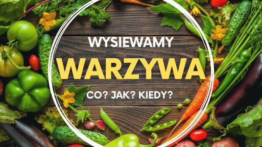 Czas na wysiewanie nasion warzyw. Sprawdź, co, jak i kiedy siać!