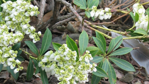 Pieris japoński 'Debutante'