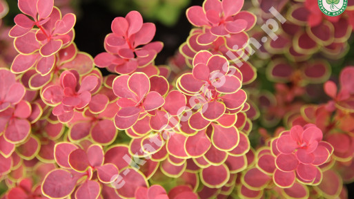 Berberys Thunberga 'Orange Sunrise'