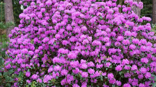Przycinanie rododendrona – czy trzeba to robić?