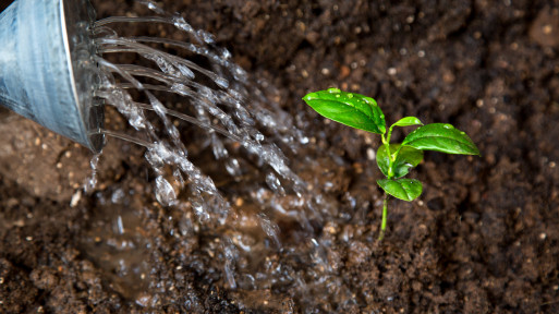 Naturalna szczepionka dla roślin przeciwko chorobom grzybowym