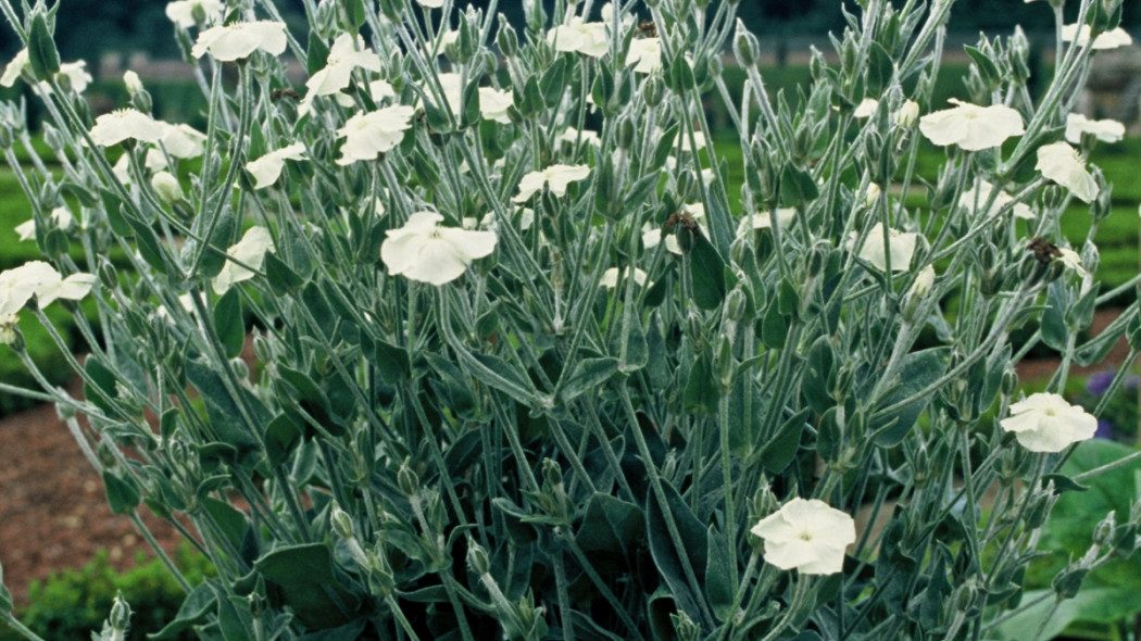 Firletka kwiecista 'Alba', fot. iVerde