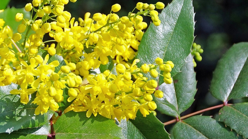 Mahonia pospolita, fot. DEZALB - Pixabay