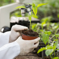 Naturalna szczepionka dla roślin przeciwko chorobom grzybowym