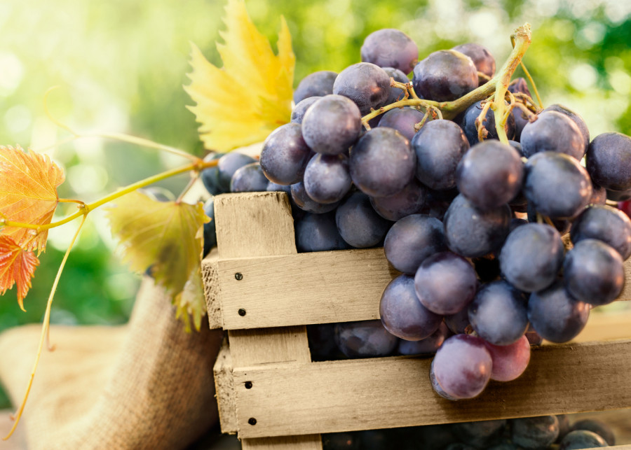Nawożenie winorośli - jak nawozić, by mieć pyszne winogrona fot. cherriesjd Depositphotos
