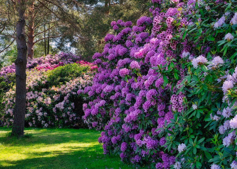 ogród z rododendronami  fot. Paul Henri Degrande  Pixabay