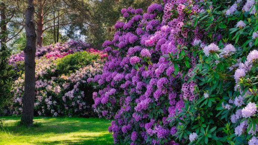 Ogród z rododendronami | 15 inspirujących pomysłów na aranżacje