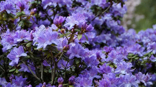 Ogród z rododendronami | 15 inspirujących pomysłów na aranżacje