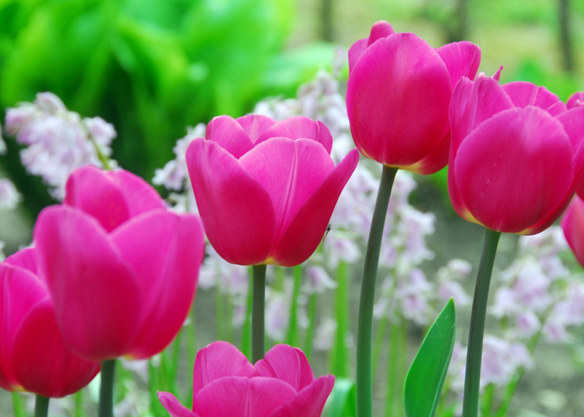 Tulipa Barcelona, fot. iBulb Tulipa Barcelona, fot. iBulb
