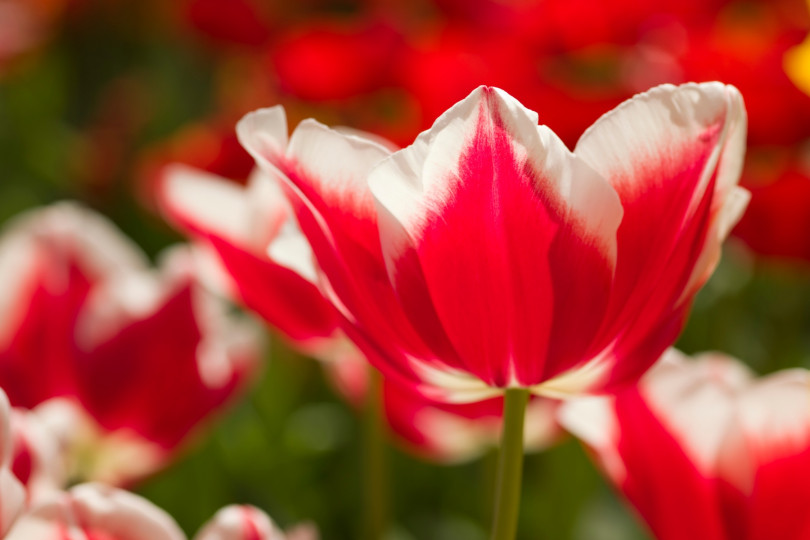 Tulipa Leen van der Mark, fot. iBulb