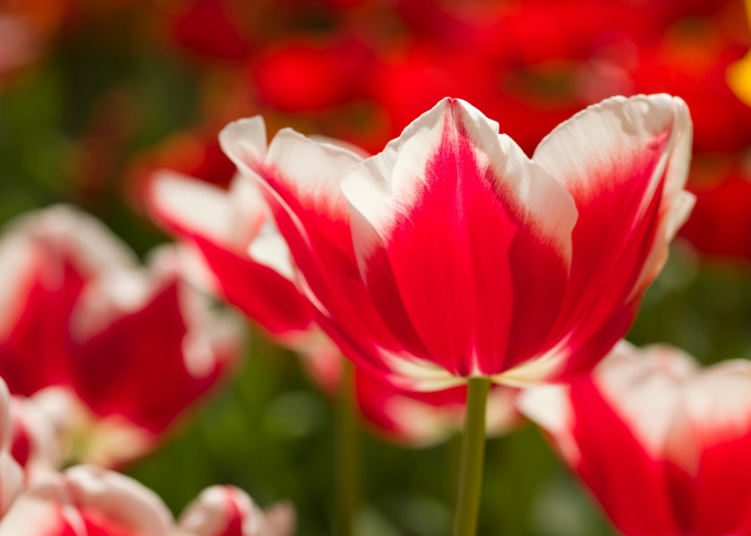 Tulipa Leen van der Mark, fot. iBulb Tulipa Leen van der Mark, fot. iBulb