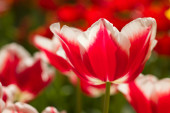 Tulipa Leen van der Mark, fot. iBulb