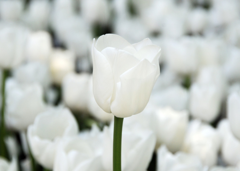 Tulipa Roelina, fot. iBulb Tulipa Roelina, fot. iBulb