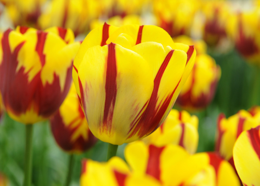 Tulipa Holland Queen ®, fot. iBulb Tulipa Holland Queen ®, fot. iBulb