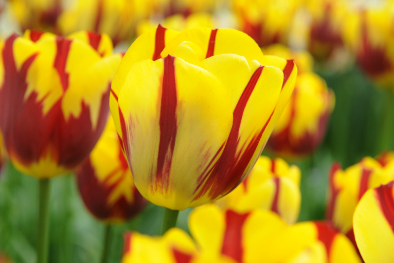 Tulipa Holland Queen ®, fot. iBulb