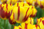 Tulipa Holland Queen ®, fot. iBulb