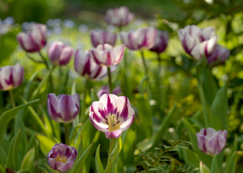 Tulipa Zurel, fot. iBulb Tulipa Zurel, fot. iBulb