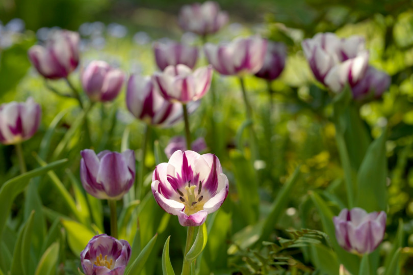 Tulipa Zurel, fot. iBulb