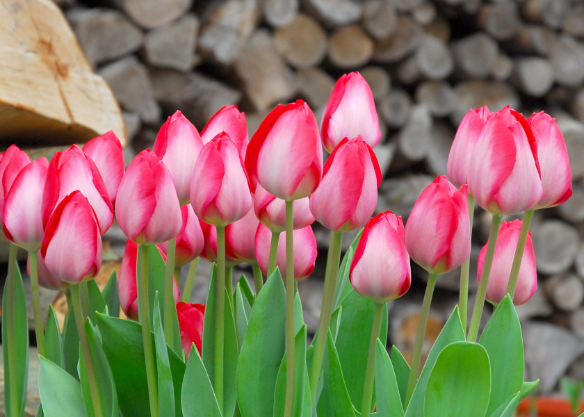 Tulipa Gander s Rhapsody, fot. iBulb Tulipa Gander s Rhapsody, fot. iBulb
