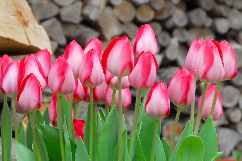 Tulipa Gander s Rhapsody, fot. iBulb