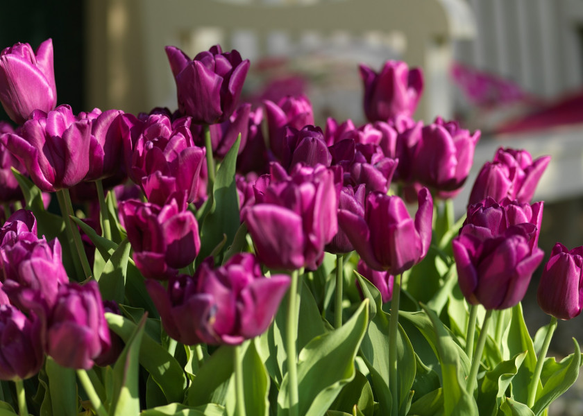Tulipa Passionale, fot. iBulb Tulipa Passionale, fot. iBulb