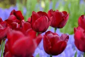 Tulipa Kika, fot. iBulb