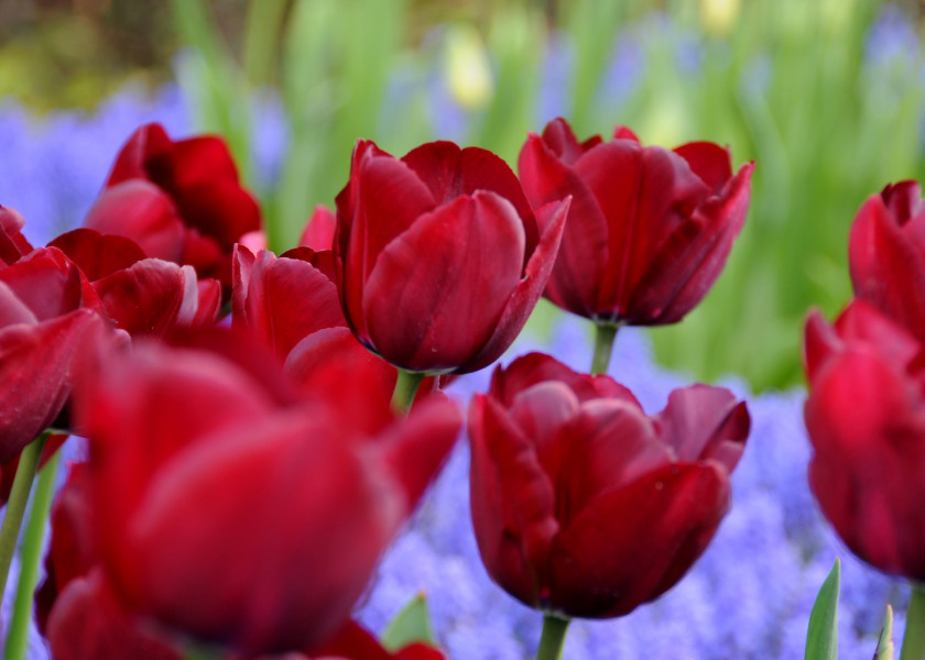 Tulipa Kika, fot. iBulb Tulipa Kika, fot. iBulb