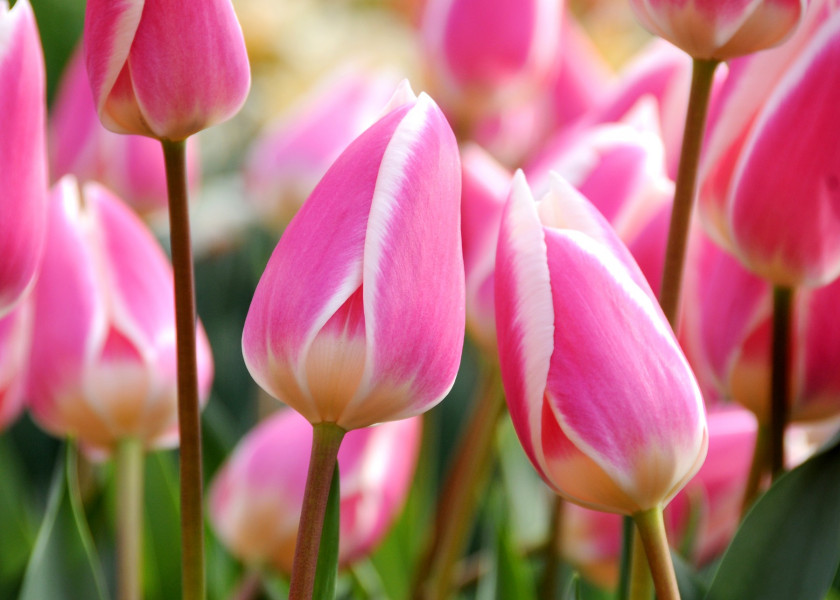 Tulipa Early Surprise, fot. iBulb Tulipa Early Surprise, fot. iBulb