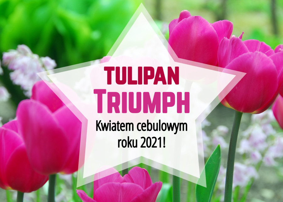 Kwiat cebulowy roku 2021 Tulipany Triumph