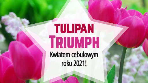 Tulipany Triumph wiosennymi kwiatami cebulowymi roku 2021!