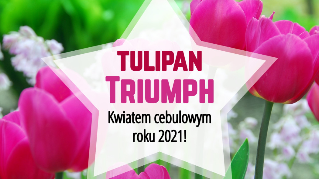 Kwiat cebulowy roku 2021 Tulipany Triumph