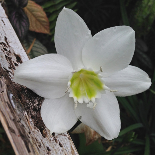 Lilia amazońska / Eucharis