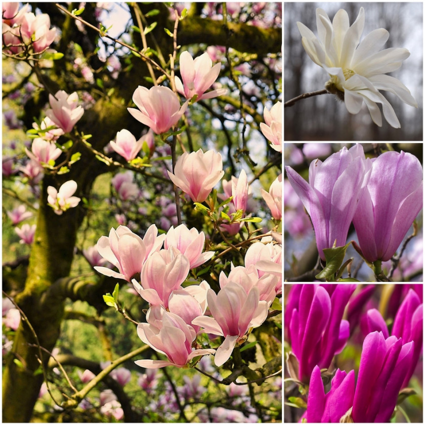 Magnolie w ogrodzie, fot. kolaż Pixabay