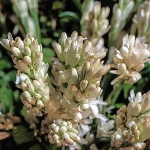 Tuberoza bulwiasta / Tuberoza wonna