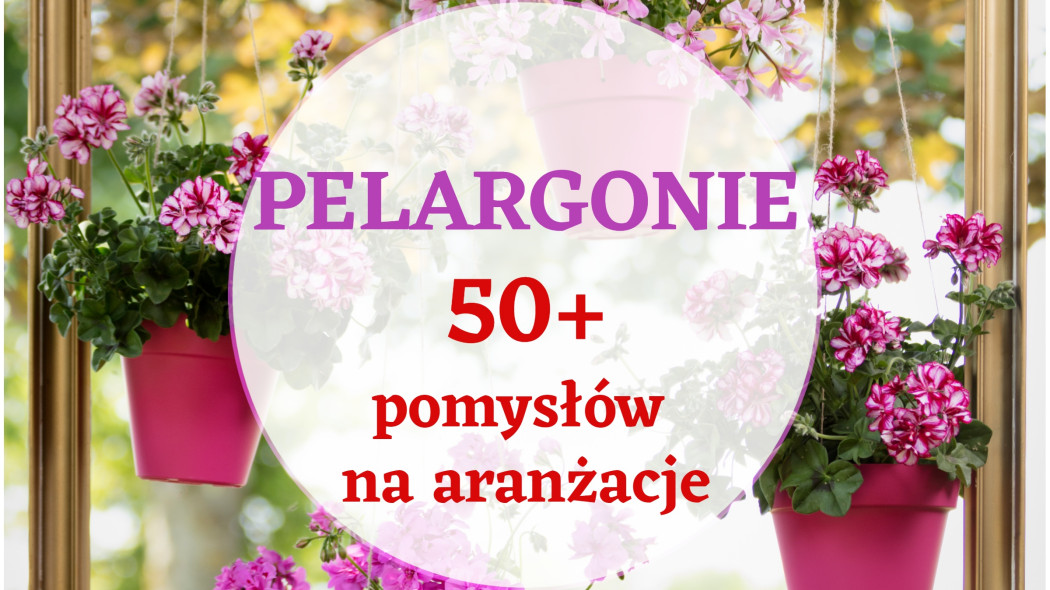 50+ pomysłów na pelargonie