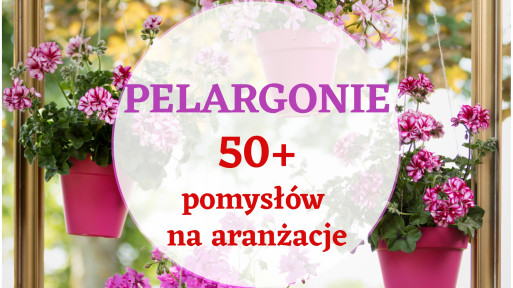 50+ pomysłów na pelargonie | Kwiatowe inspiracje!