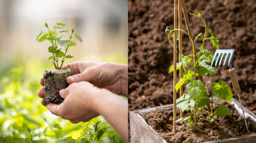 Chmiel piwowarski HOPS® | Dekoracyjne pnącze do ogrodu, na balkon i taras