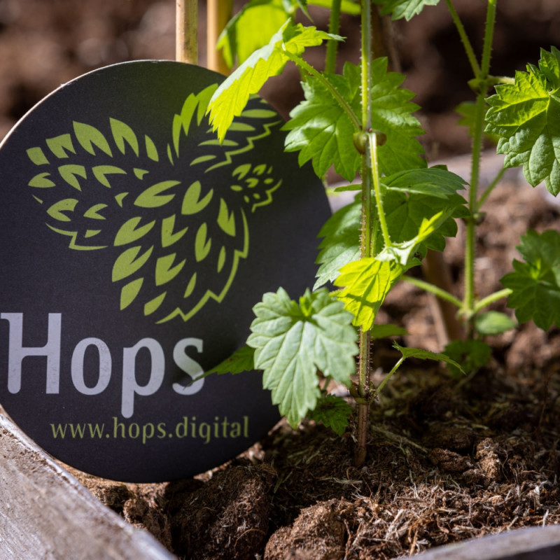 Chmiel HOPS®