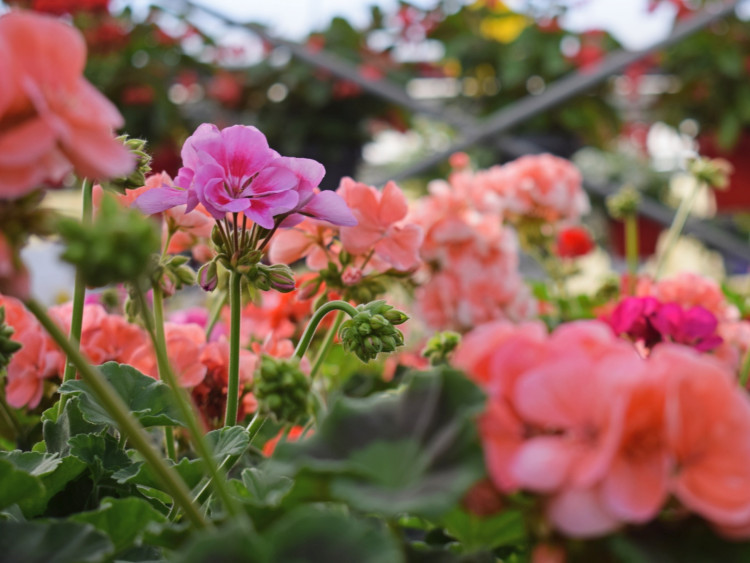 Poznaj Najlepsze Gatunki Pelargonii! Kiedy Je Sadzić | Zielony Ogródek