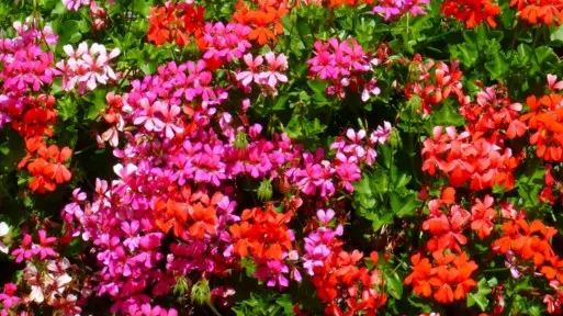 Pelargonie do ogrodu i donicy – jakie gatunki wybrać? Kiedy i jak je sadzić?